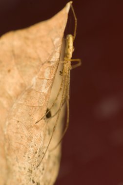 Tetragnatha