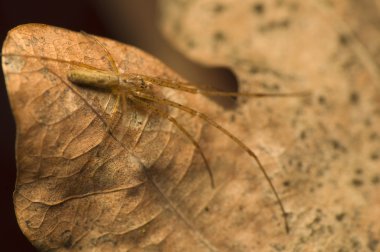 Tetragnatha