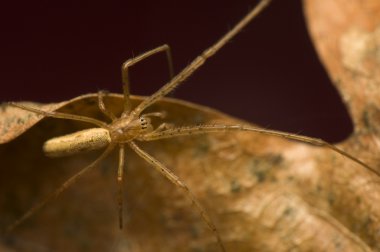 Tetragnatha