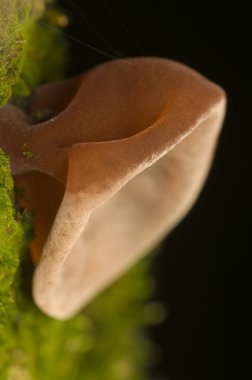 Auricularia auricula-judae clipart