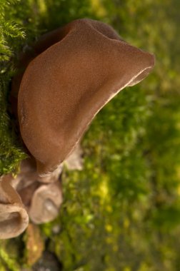 Auricularia auricula-judae