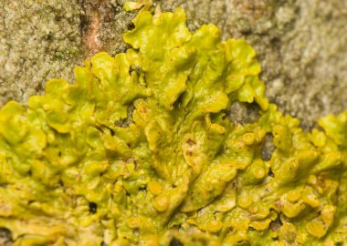 Xanthoria polycarpa