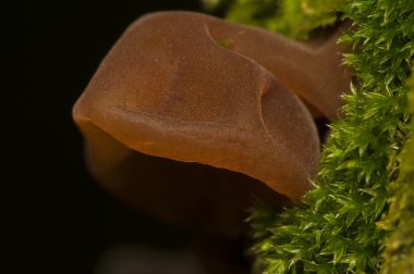 Auricularia auricula-judae clipart