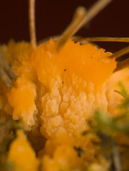 Myxomycota, Eumycetozoa — Fotografia de Stock
