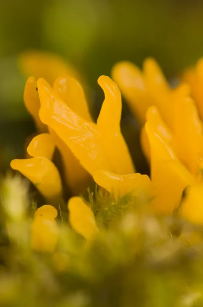 Żółty grzyb — Zdjęcie stockowe