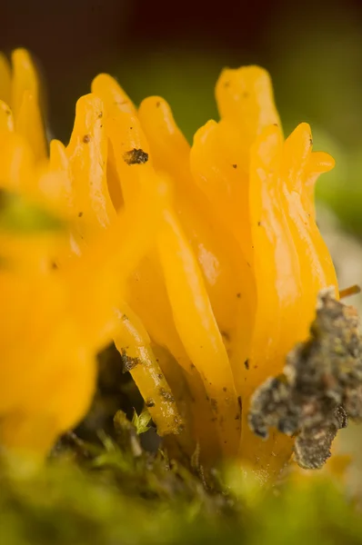 Желтые грибы — стоковое фото