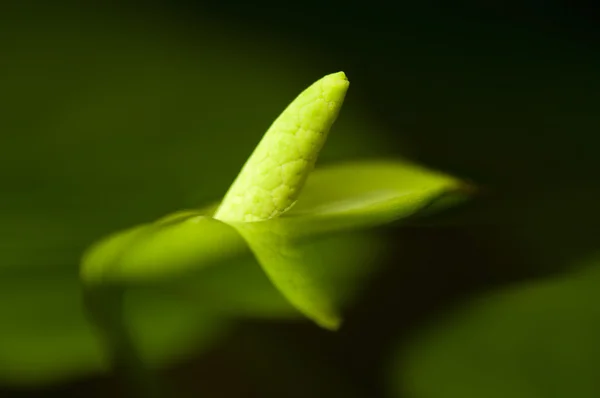 Anubias flor — Foto de Stock