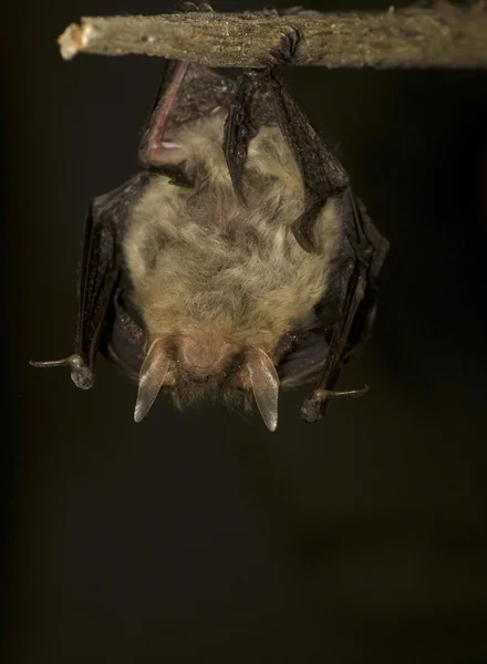 Hängande bat — Stockfoto