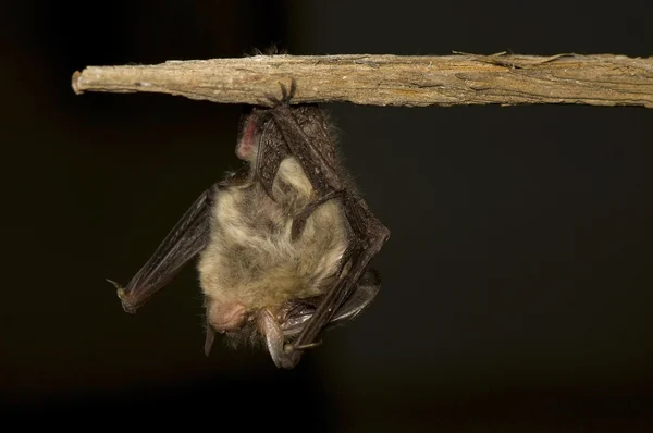 Morcego de suspensão — Fotografia de Stock