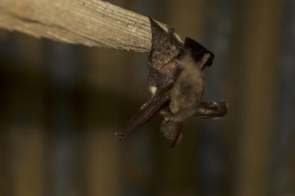 Hängande bat — Stockfoto