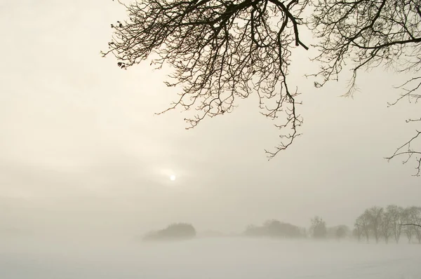 Winter mist - koud — Stockfoto