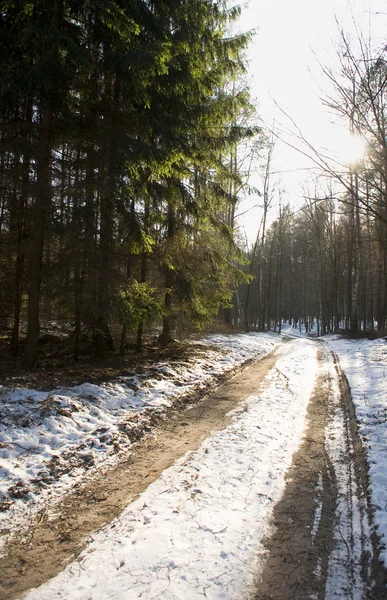 Zimowego lasu i drogi — Zdjęcie stockowe