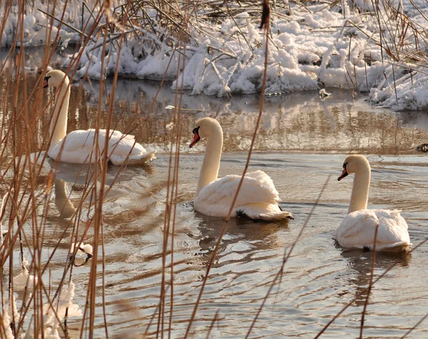 stock image Swans winter