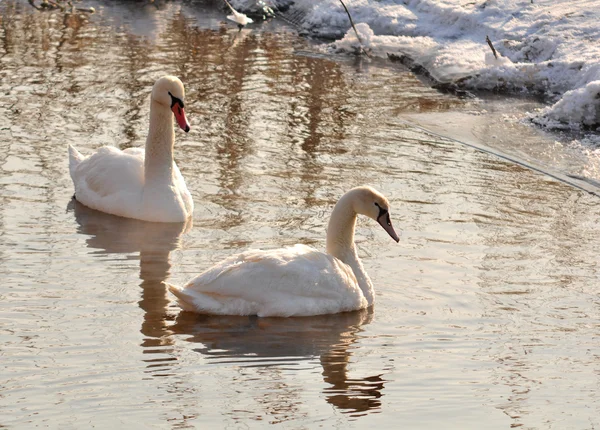 stock image Swans winter