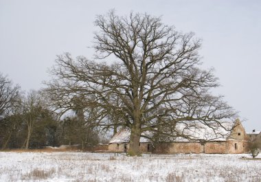 Tree - natural monument clipart