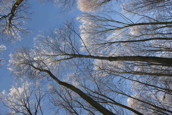 stock image Forest winter