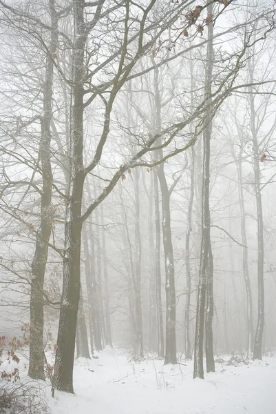 Forêt d'hiver dans le brouillard — Photo