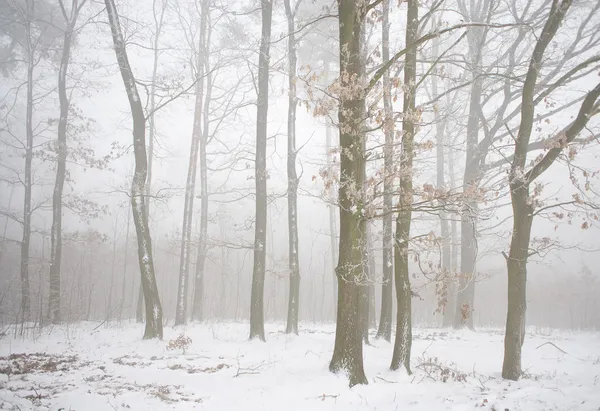 霧の中の冬の森 — ストック写真