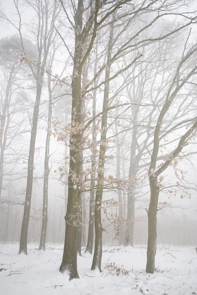 Kış ormanı sisli — Stok fotoğraf