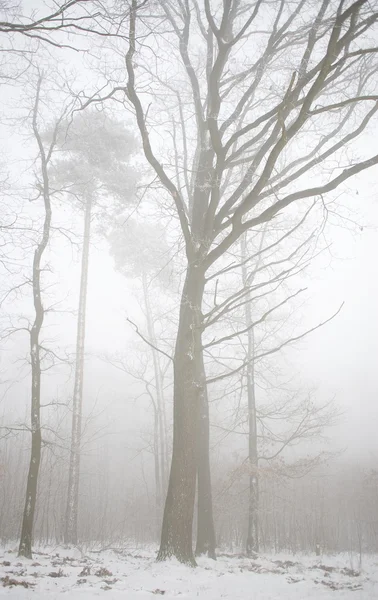 Winterbos in de mist — Stockfoto