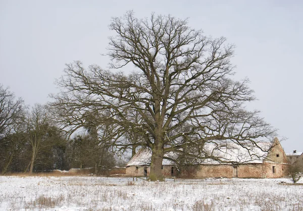 Ağaç - doğal anıt — Stok fotoğraf