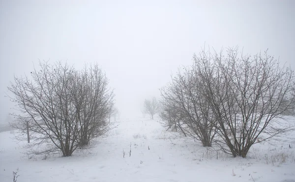 Mgła zimy — Zdjęcie stockowe