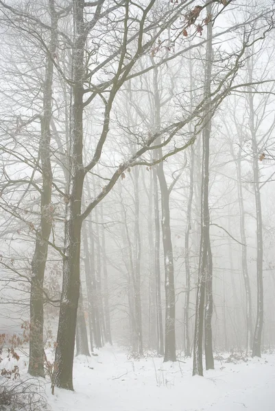 Bosque de invierno en la niebla Fotos de stock libres de derechos