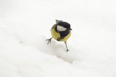 baştankara kuş - parus major