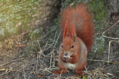 Squirrel - Sciurus vulgaris clipart