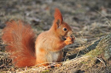 eekhoorn - sciurus vulgaris