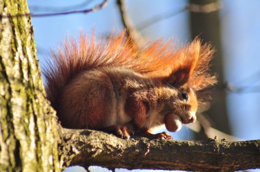 eekhoorn - sciurus vulgaris