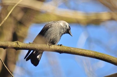 Corvus monedula