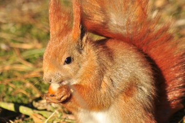 eekhoorn - sciurus vulgaris