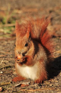 eekhoorn - sciurus vulgaris