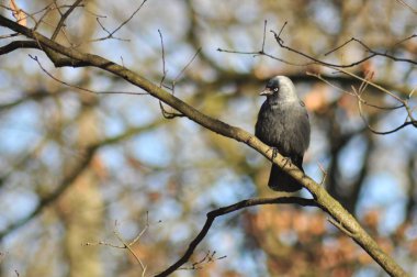 Corvus monedula