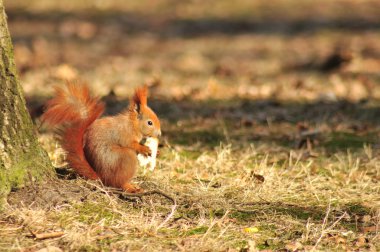 eekhoorn - sciurus vulgaris