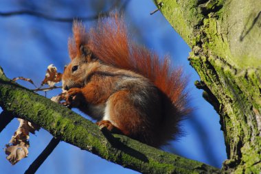 eekhoorn - sciurus vulgaris