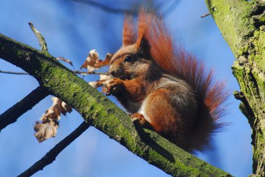 eekhoorn - sciurus vulgaris