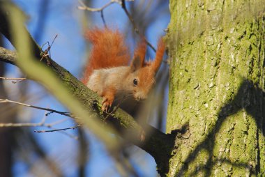 eekhoorn - sciurus vulgaris