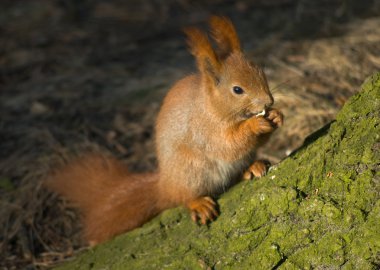 eekhoorn - sciurus vulgaris