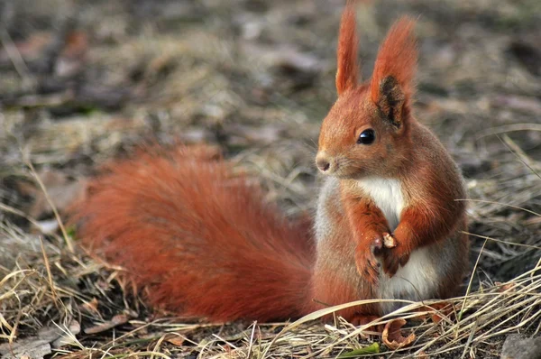 Squirrel - Sciurus vulgaris — Stock Photo, Image