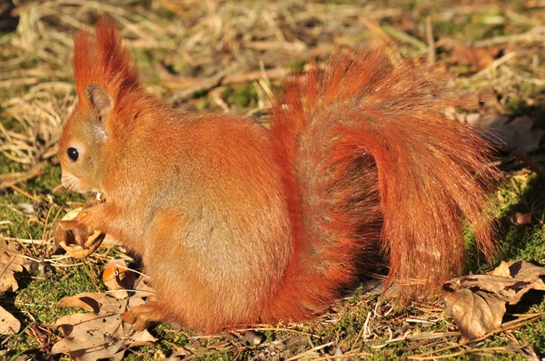 Squirrel - Sciurus vulgaris — Stock Photo, Image