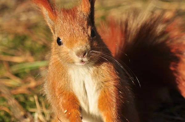 Eichhörnchen - sciurus vulgaris — Stockfoto