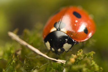 uğur böceği - coccinella septempunctata