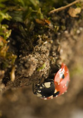 uğur böceği - coccinella septempunctata