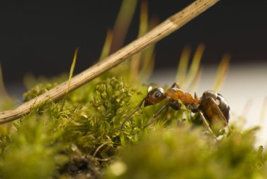 Karınca - Formica