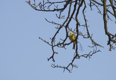 kuş - emberiza citrinella