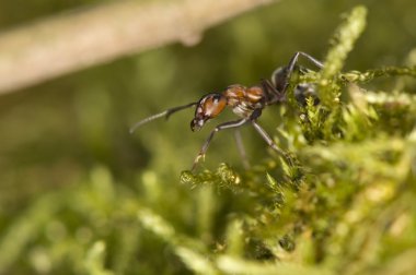 Karınca - Formica