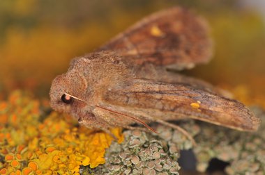 güve - eupsilia transversa