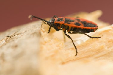 Pyrrhocoris apterus